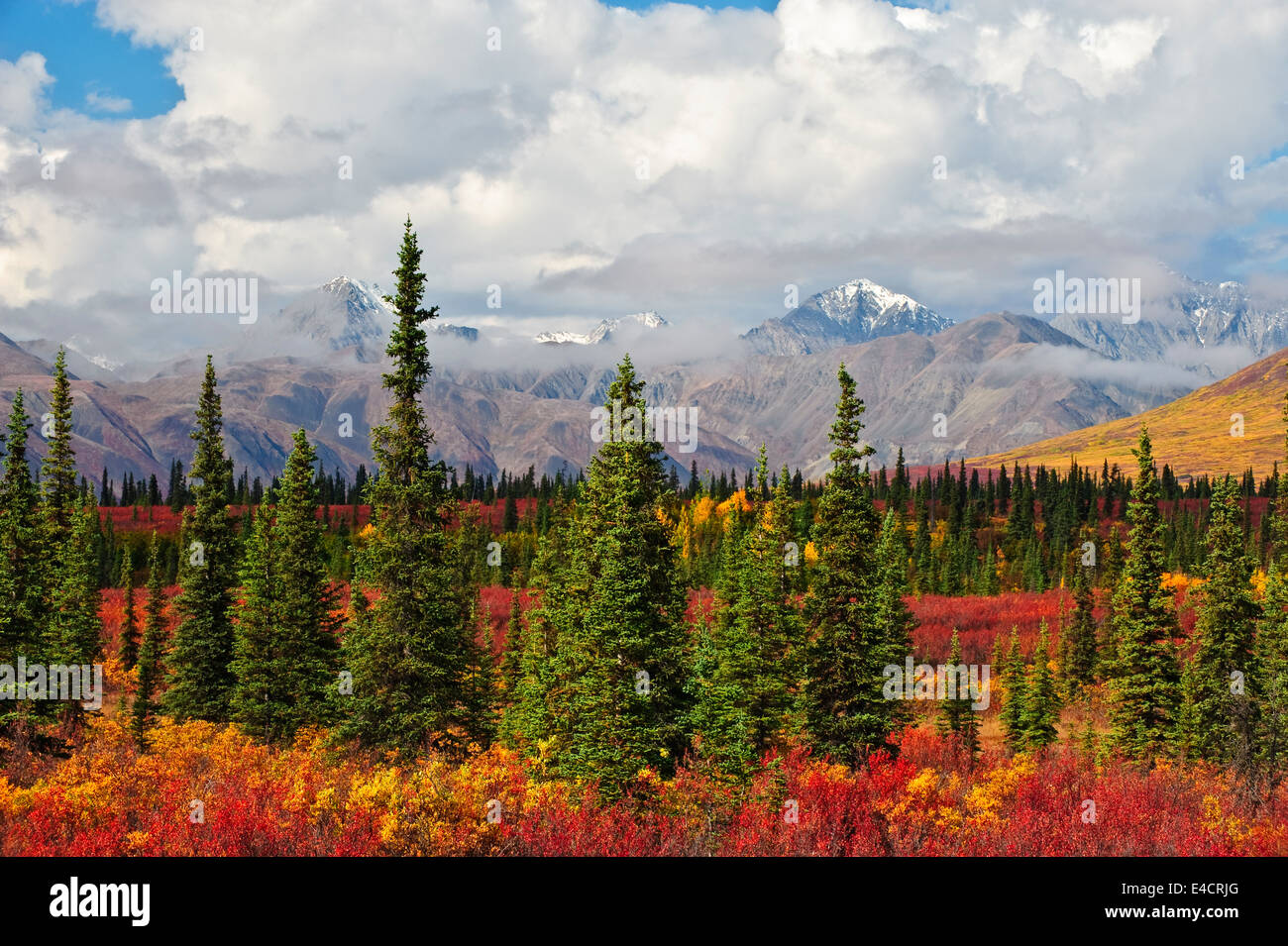 Fall color and the Alaskan range outside of Denali National Park