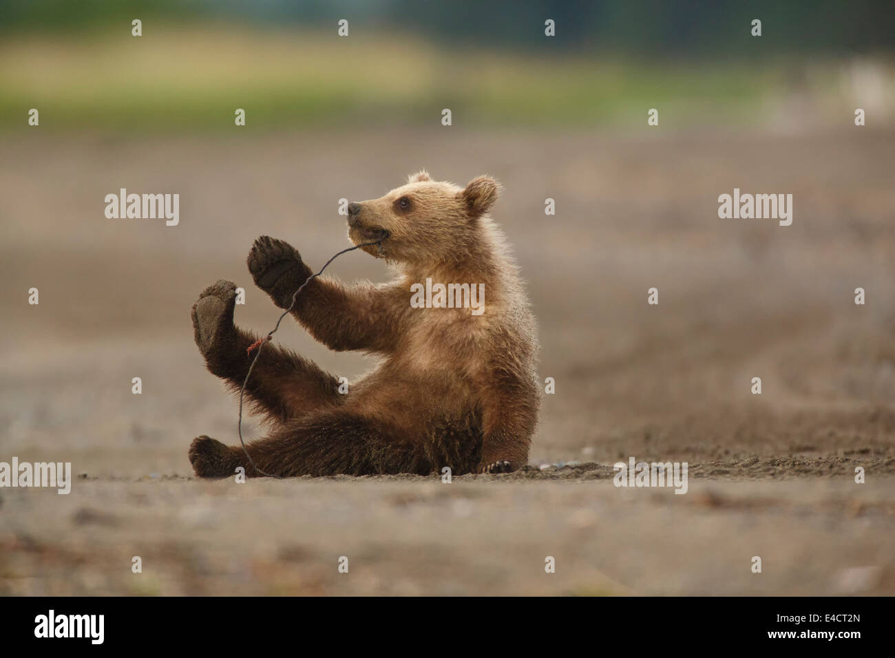 A Brown or Grizzly Bear cub, Lake Clark National Park, Alaska. Stock Photo