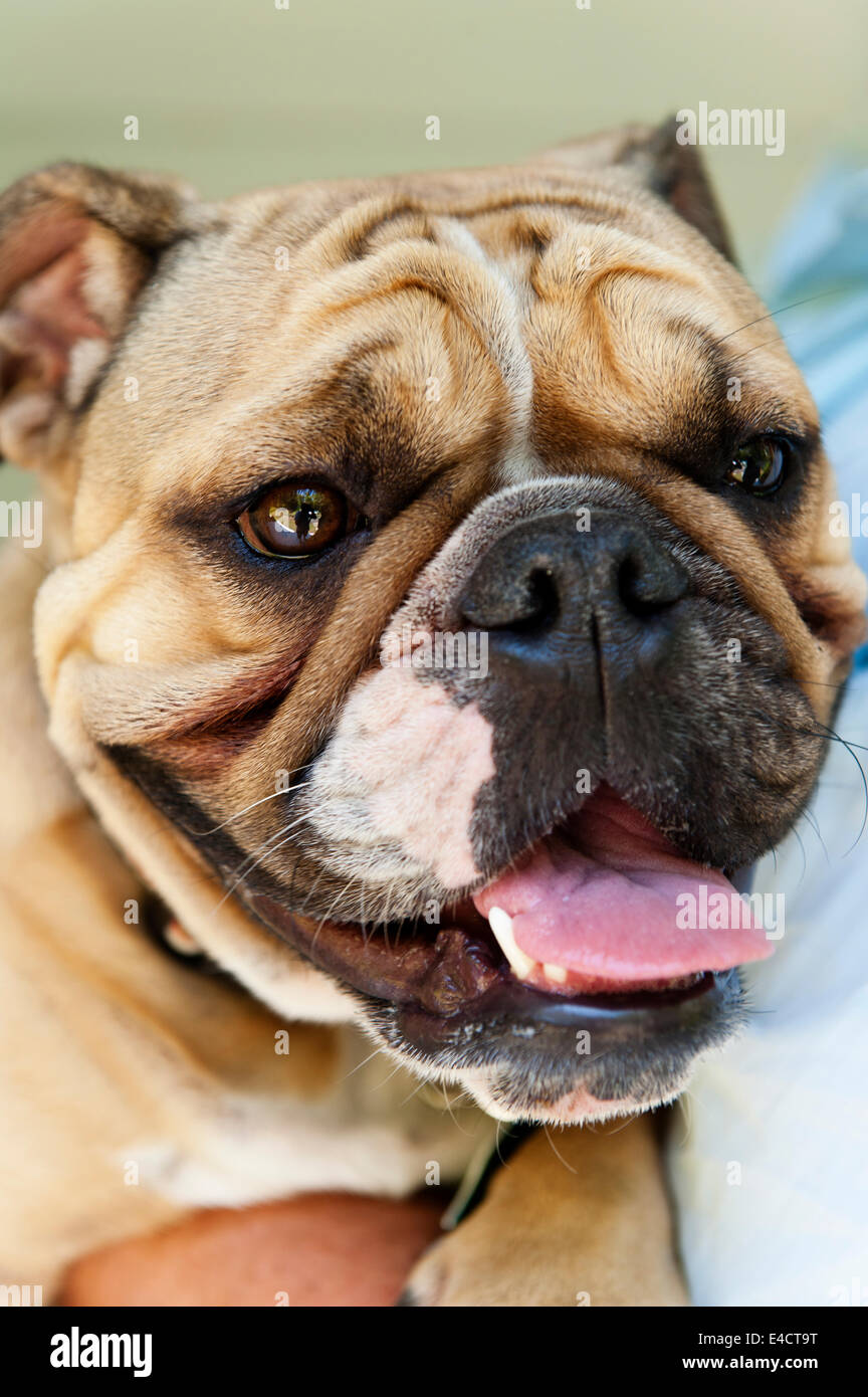 Bull dog pup Stock Photo