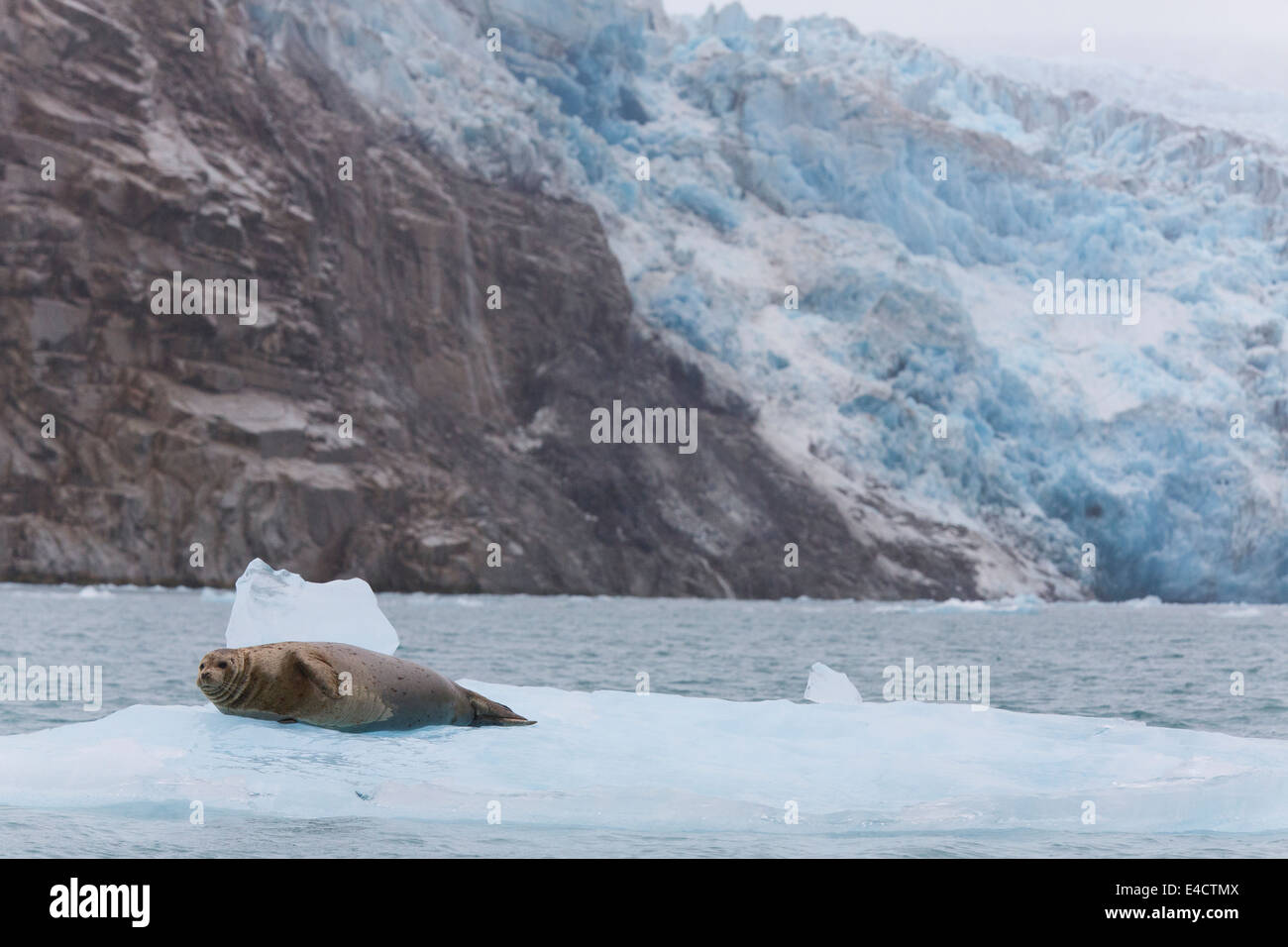 Harbor Seal in Prince William Sound, Chugach National Forest, Alaska. Stock Photo