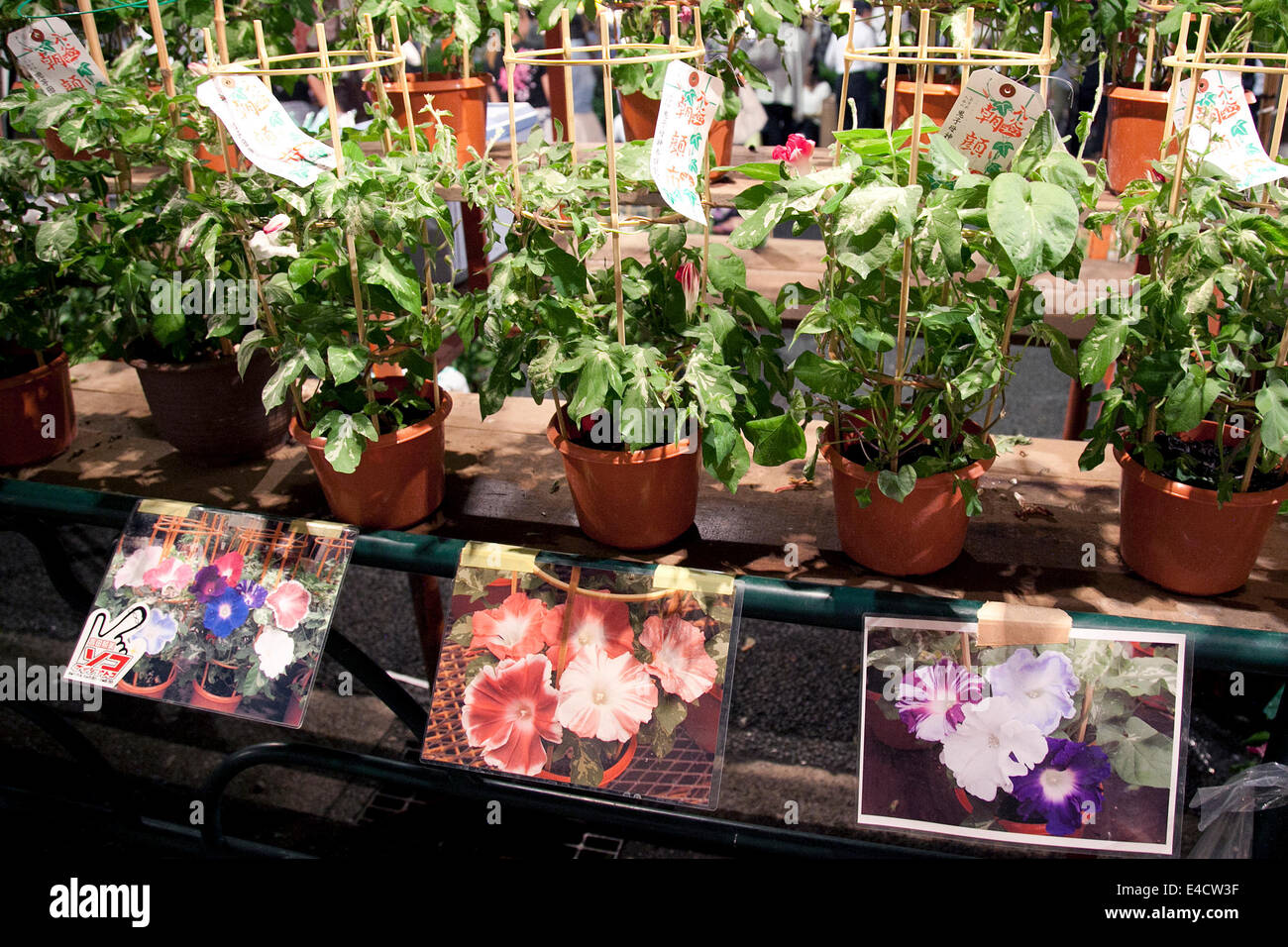 Tokyo Japan 8th July 14 Different Kind Of Asagao Plants At The Iriya Asagao Ichi Market Festival On July 8 14 The Market Festival Was The Most Famous For Asagao Plants Morning Glories