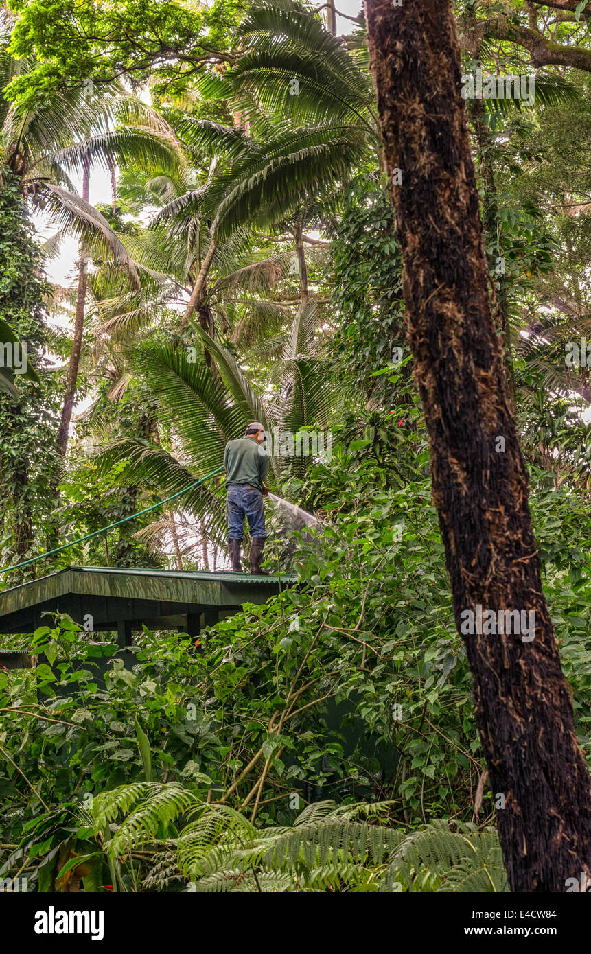 Man Watering a Tropical Forest in Hawaii USA Stock Photo