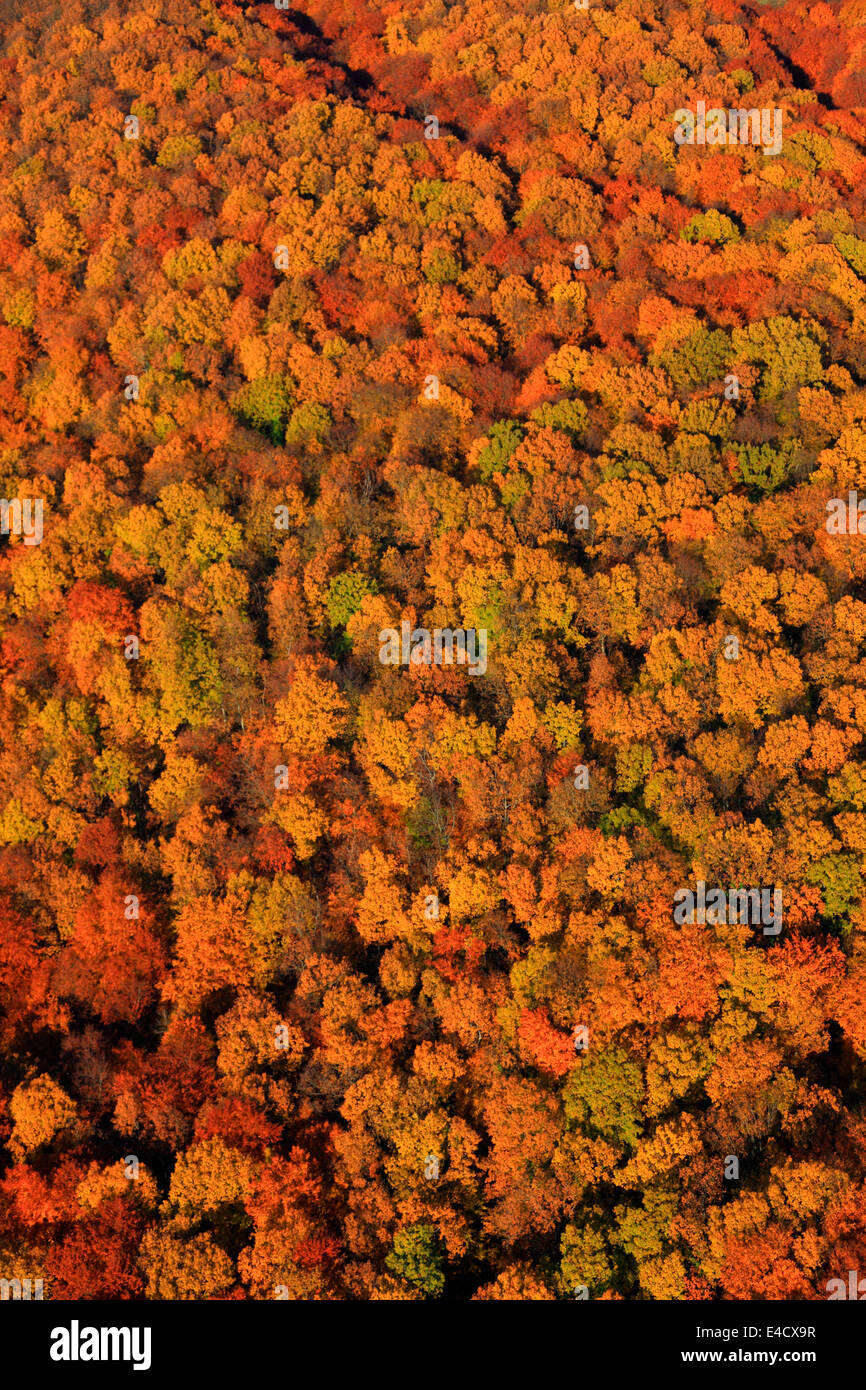 Aerial view, autumn forest, Velebit mountain range, Croatia Stock Photo