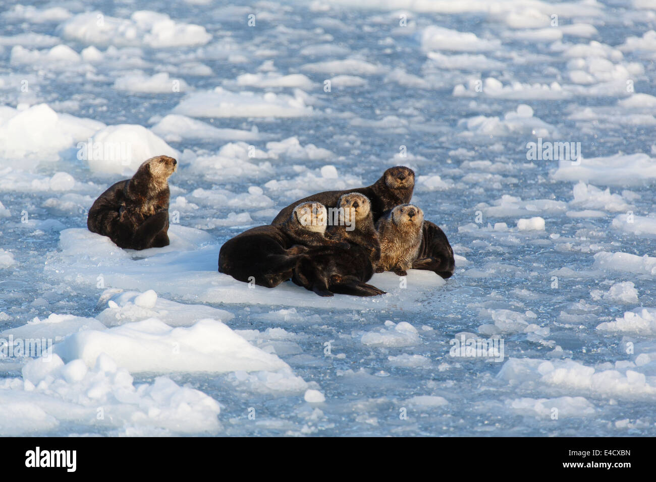 Sea Otters, Harriman Fjord, Prince William Sound, Chugach National Forest, Alaska. Stock Photo