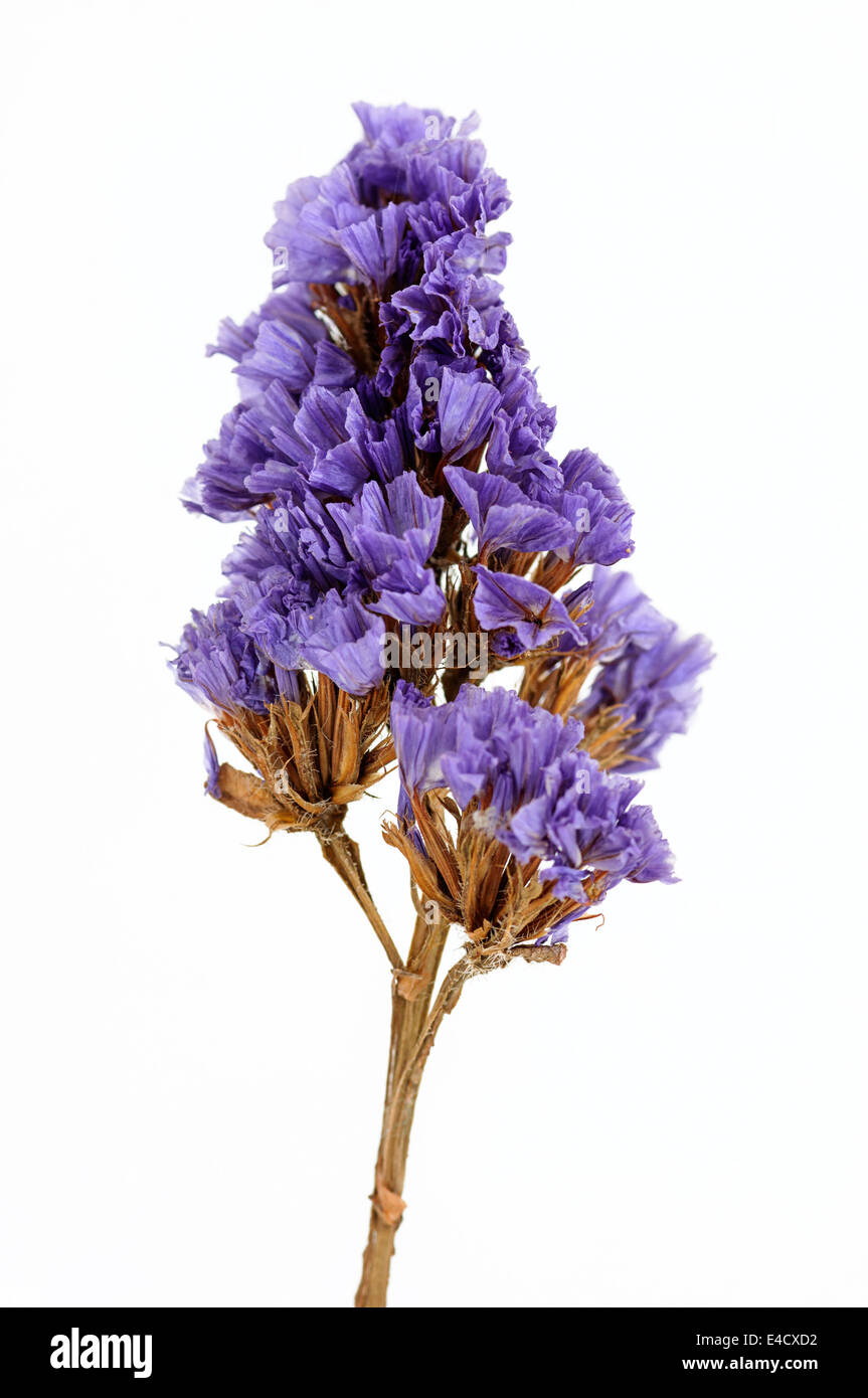 Dry flower isolated on white background Stock Photo - Alamy