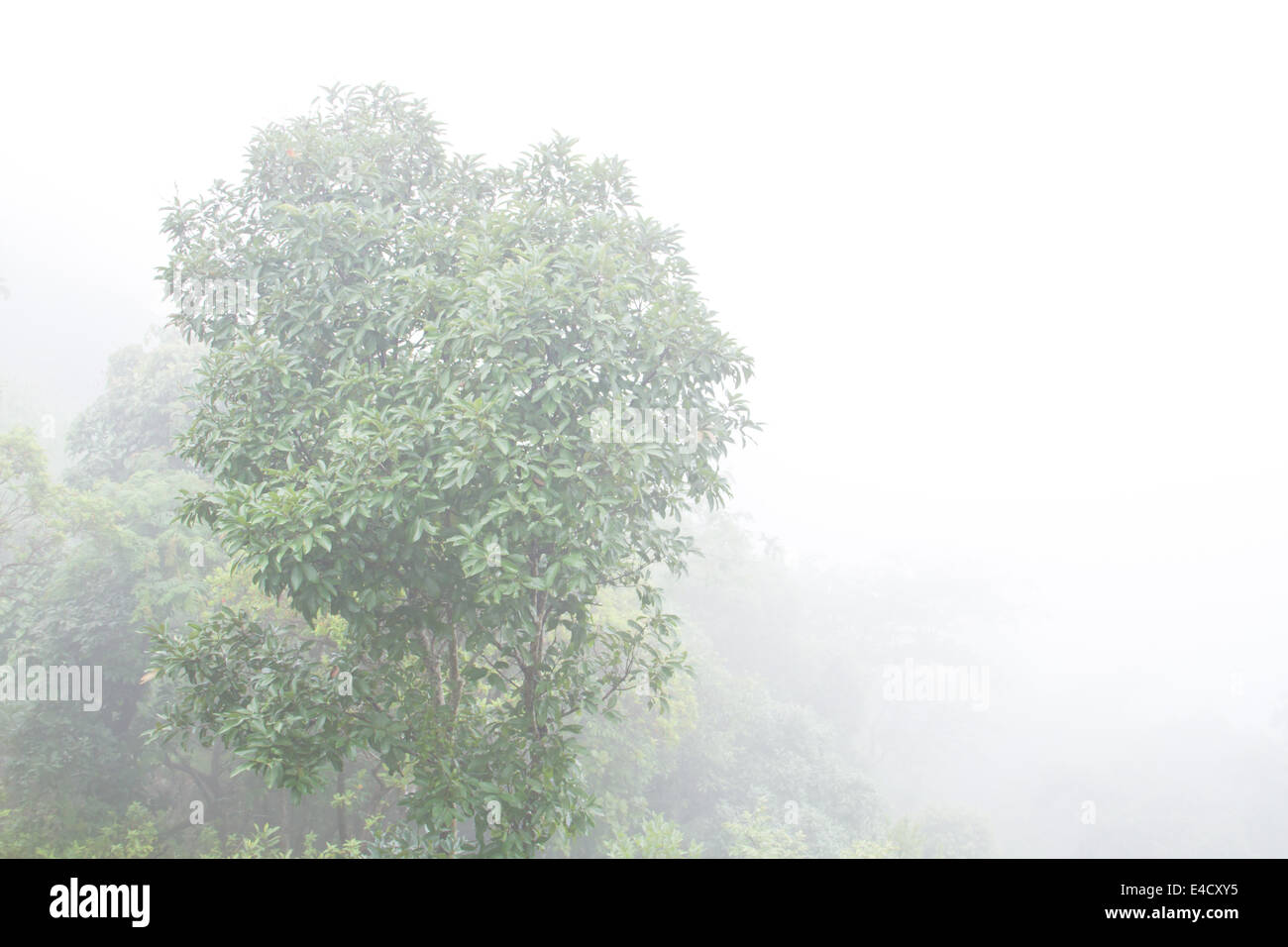 tropical rain forest Stock Photo - Alamy