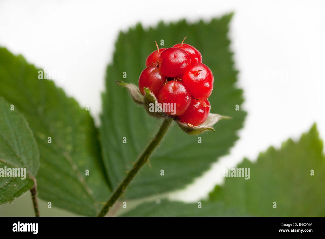 American red raspberry (Rubus idaeus) - USA Stock Photo