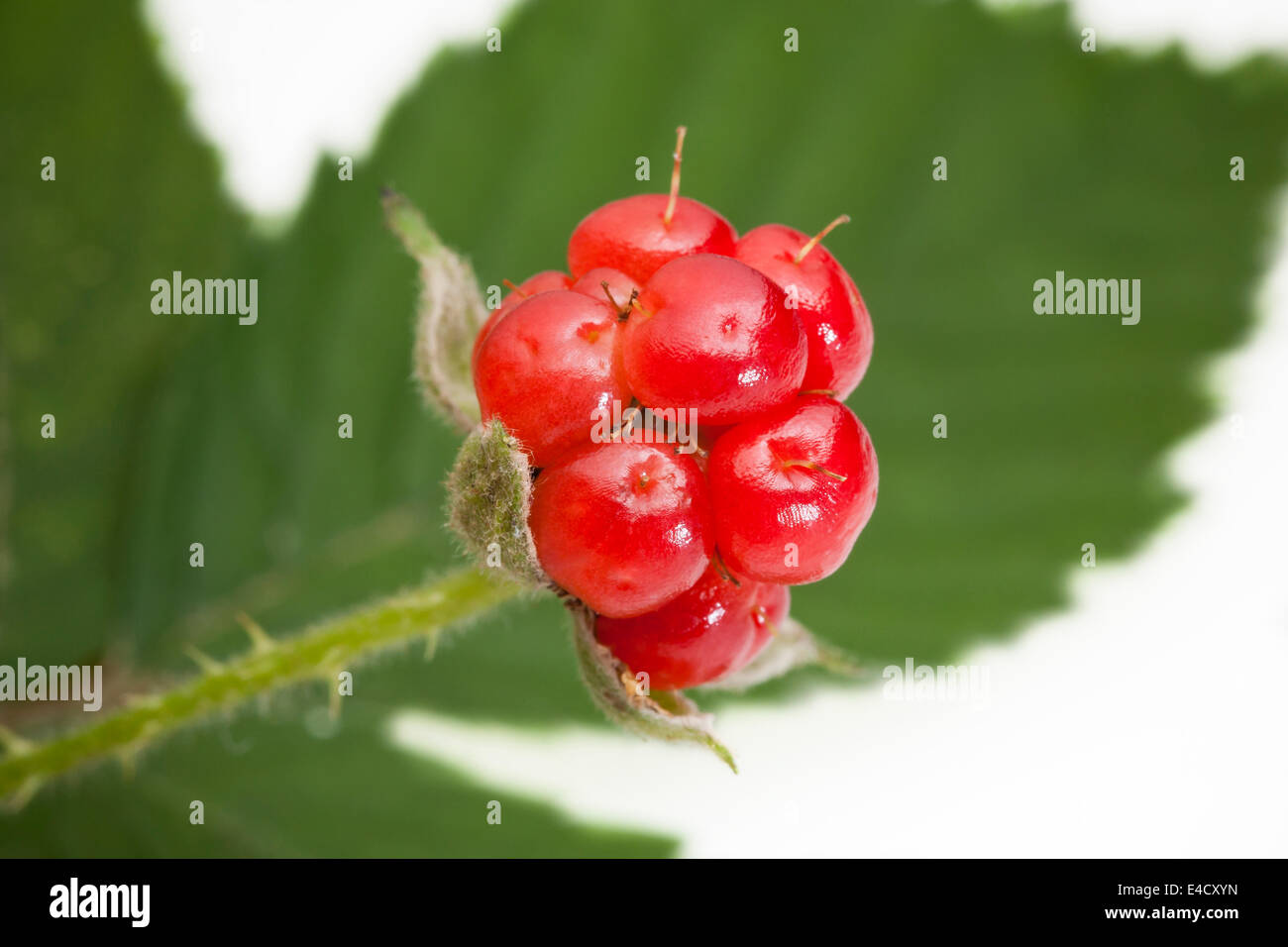 American red raspberry (Rubus idaeus) - USA Stock Photo