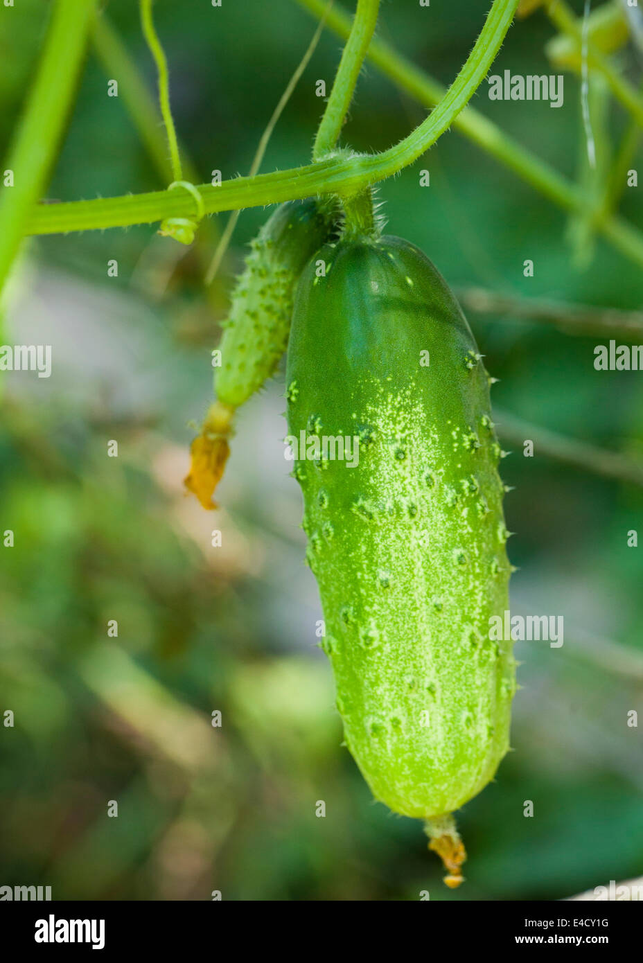 Cucumber on vine (Cucumis sativus) - USA Stock Photo