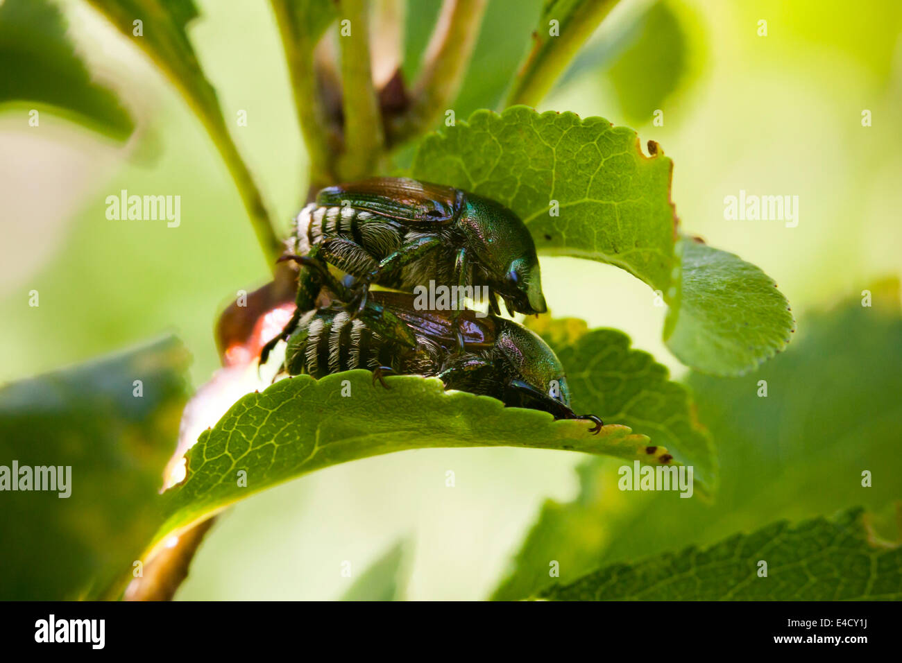 Pair of Japanese beetles mating (Popillia japonica) - Virginia, USA Stock Photo