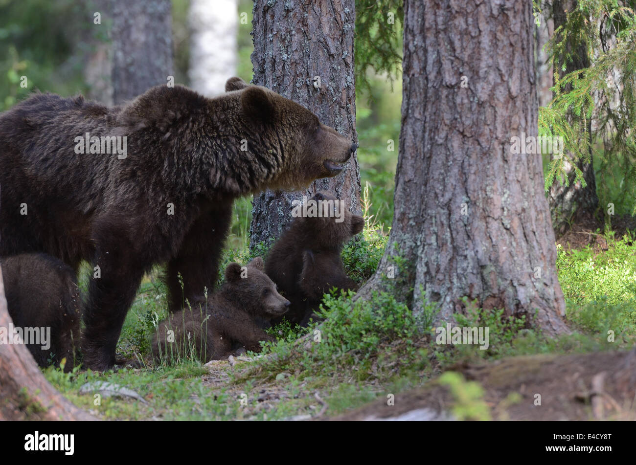 Female brown bear with cubs in the forest and swamp of mid Finland near ...