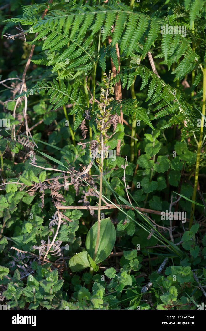 Listera ovata twayblade neottia new forest uk native Stock Photo