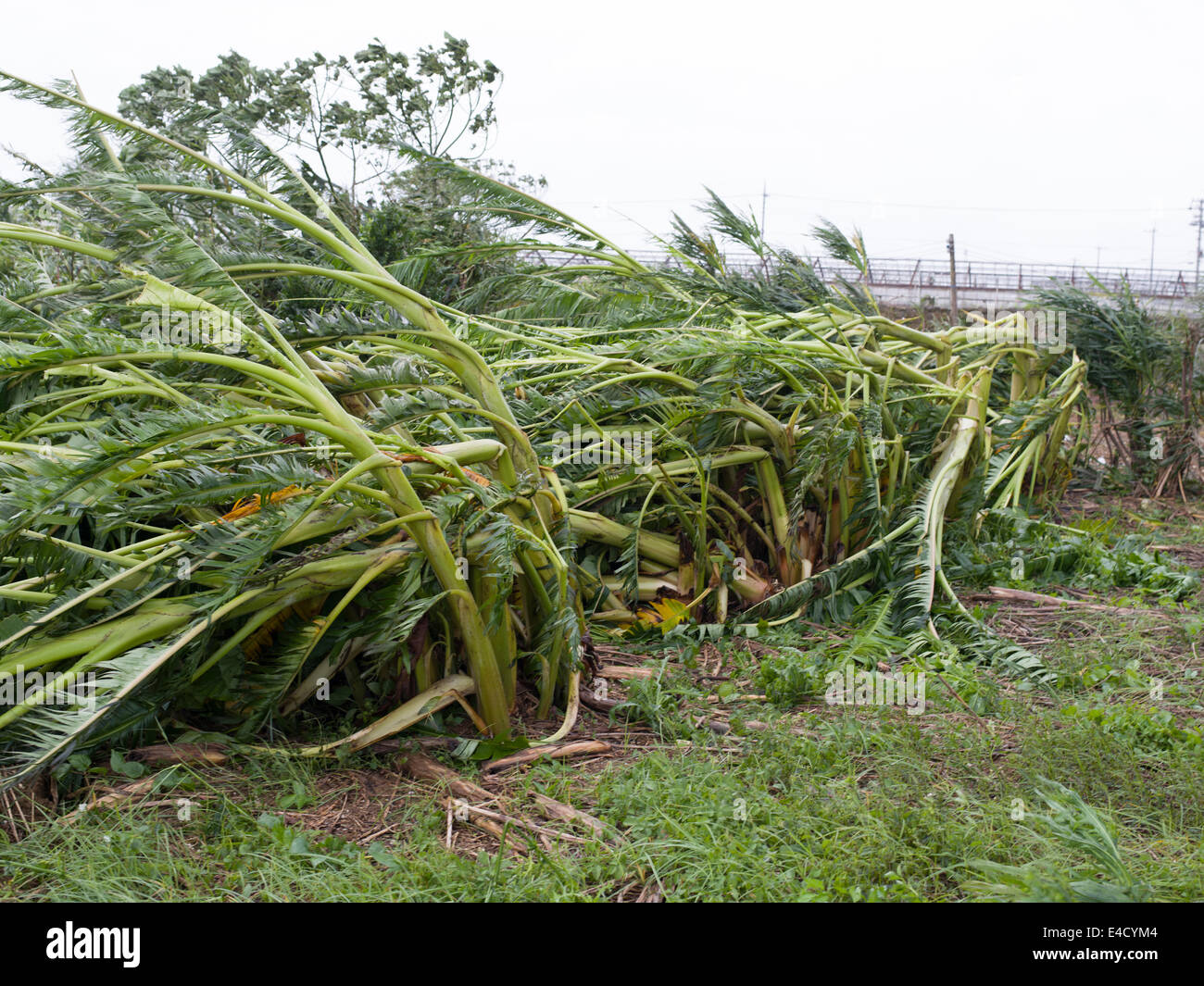 Typhoon Neoguri Okinawa, Japan. July 9th 2014, heavy rains and flooding