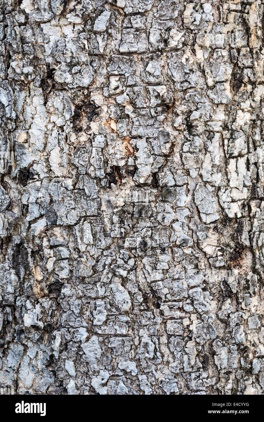 Brown Wood Bark Background/ Texture. Stock Photo