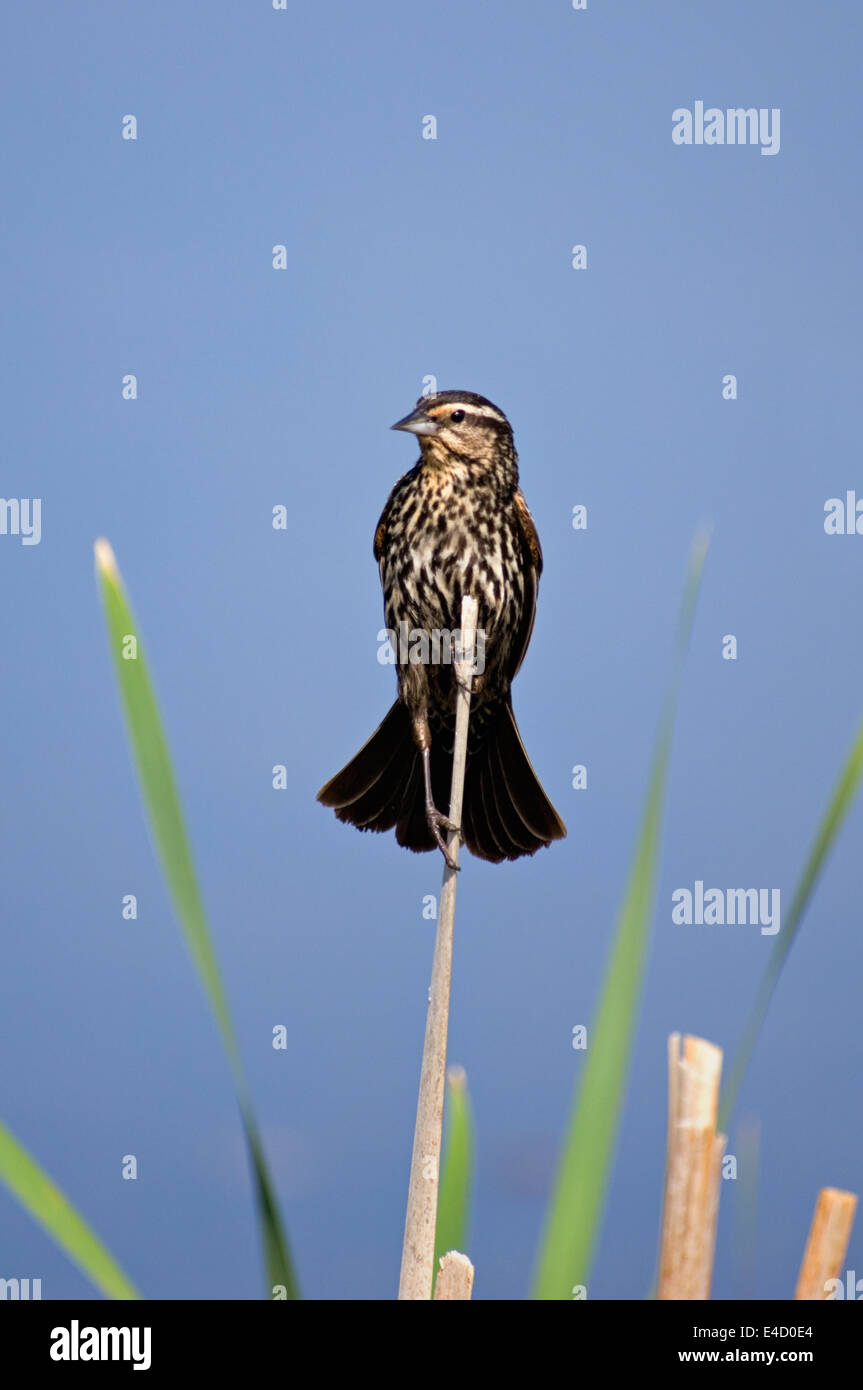 Female Red-winged Blackbird Perched on Cattail in Southern Indiana Stock Photo
