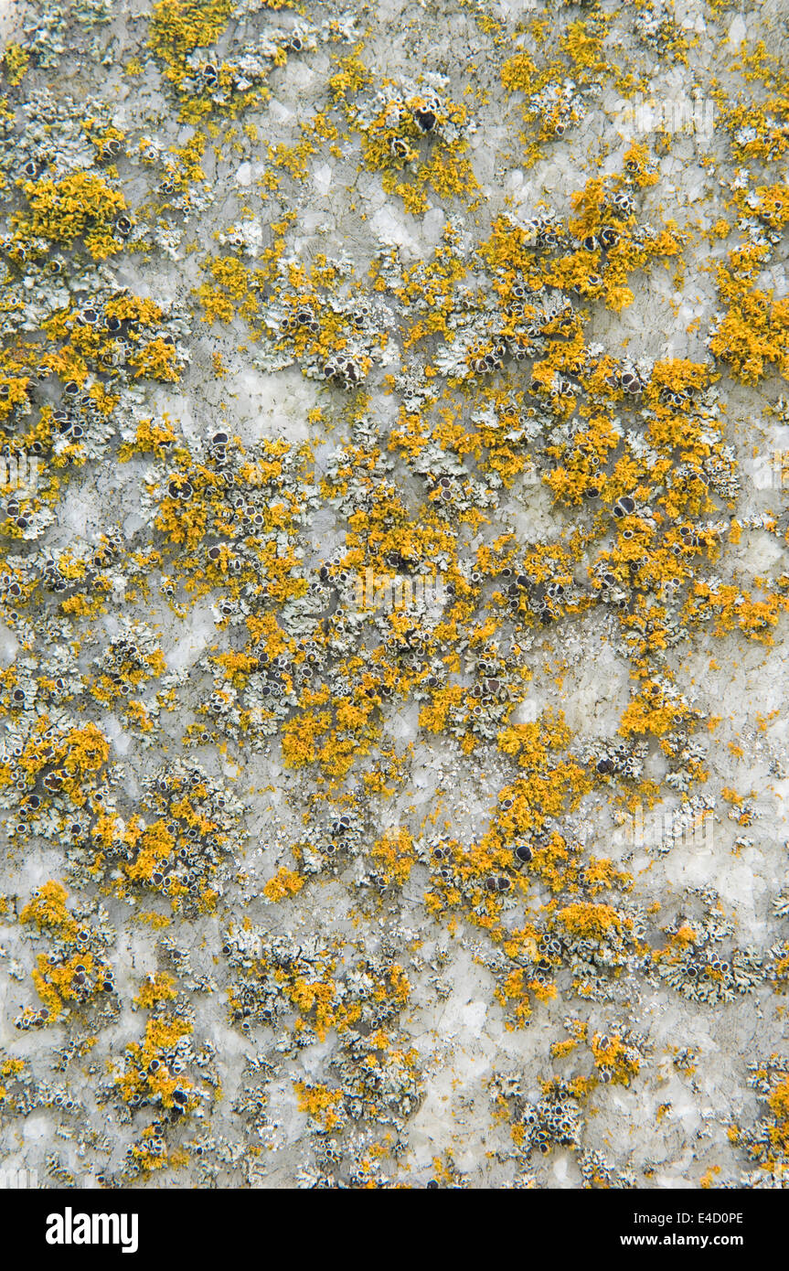Lichen on the gravestone hi-res stock photography and images - Alamy