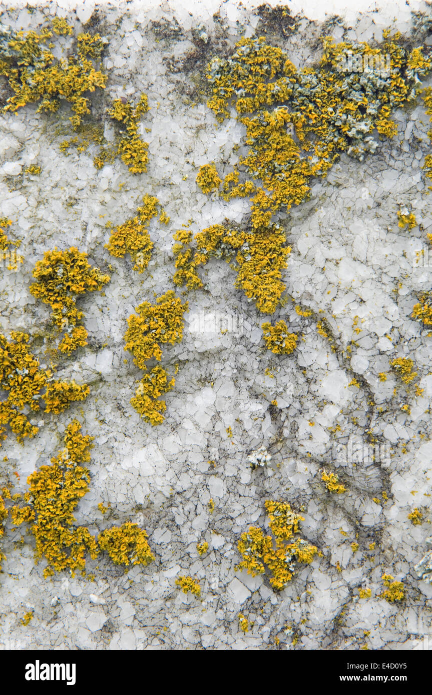 Lichen on the gravestone hi-res stock photography and images - Alamy