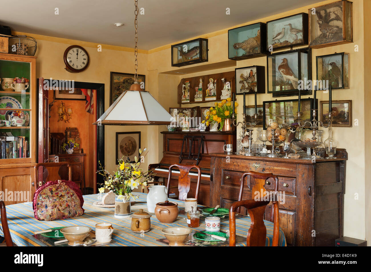 Glass taxidermy cases line a wall in a charming country kitchen stuffed with assorted antiques and unusual crockery Stock Photo