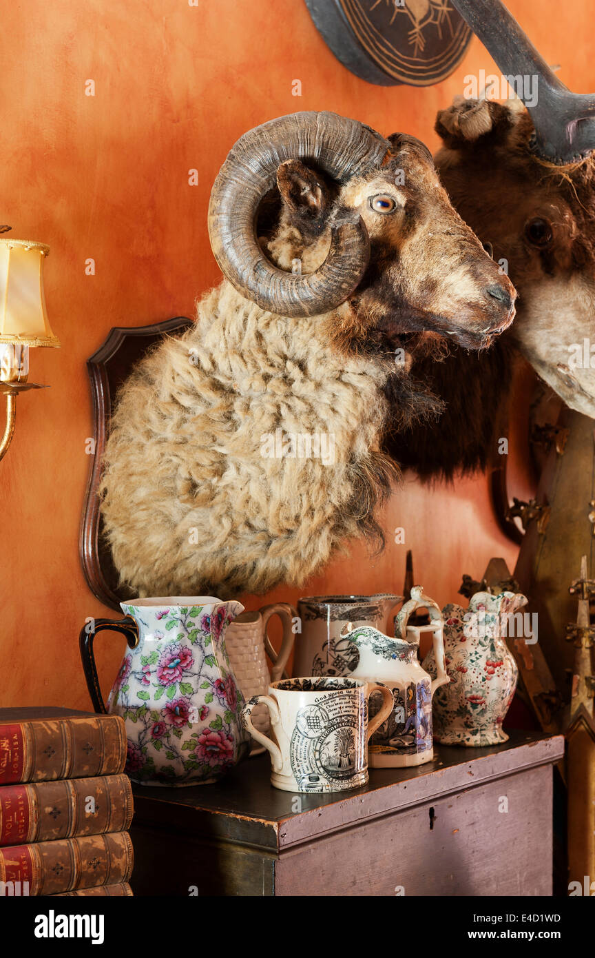 Mounted welsh rams head above collection of porcelain jugs on wooden box Stock Photo