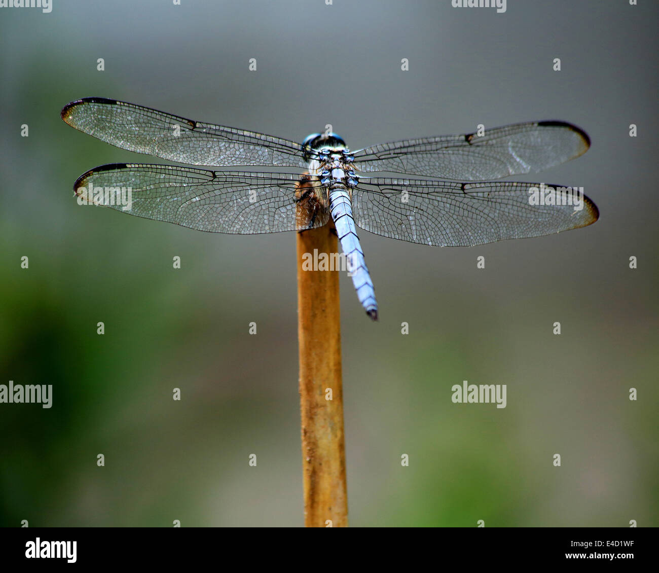 dragonfly in south carolina Stock Photo