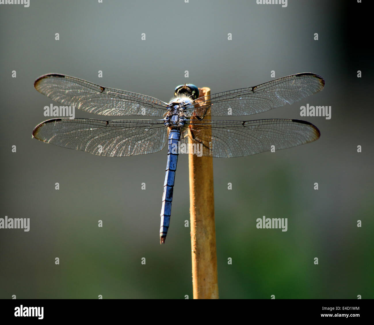 dragonfly in south carolina Stock Photo