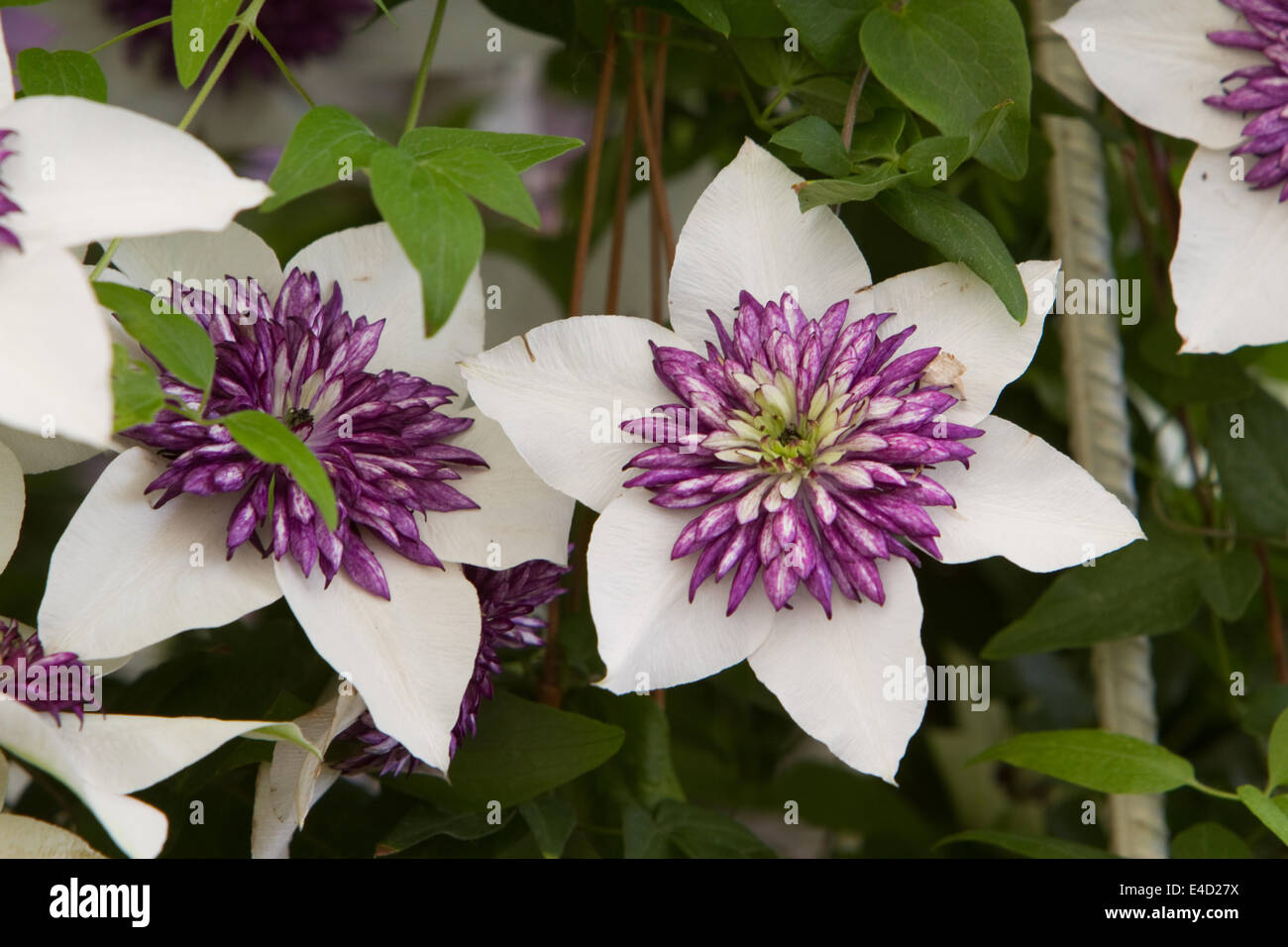 Hampton Court, UK. 8th July, 2014. Clematis florida sieboldii on display at RHS Hampton Court Palace Flower Show 2014 Credit:  Keith Larby/Alamy Live News Stock Photo