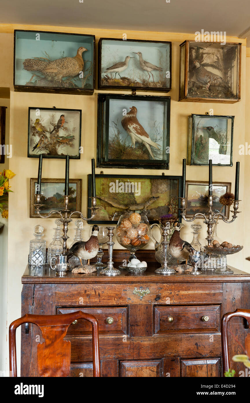 Glass taxidermy cases line a wall above a wooden chest with silver candelabra and glassware Stock Photo