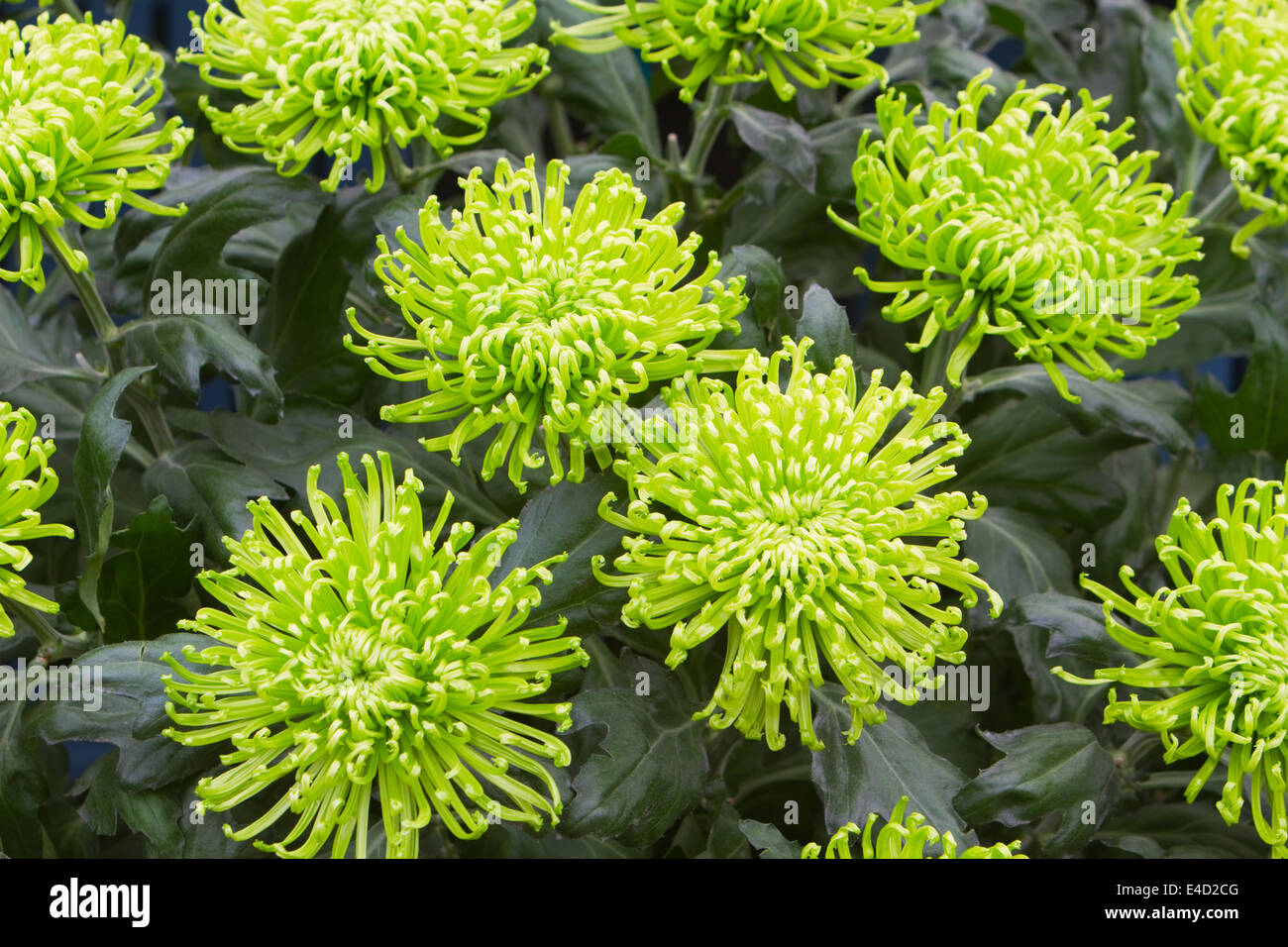 Chrysanthemum display rhs hires stock photography and images Alamy