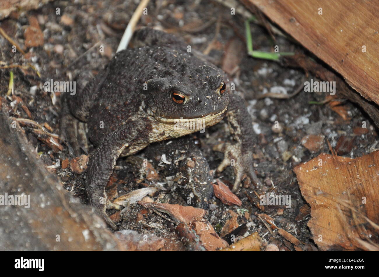 Rampant Animals High Resolution Stock Photography and Images - Alamy