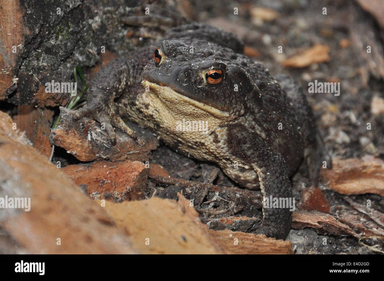 Rampant animals hi-res stock photography and images - Alamy