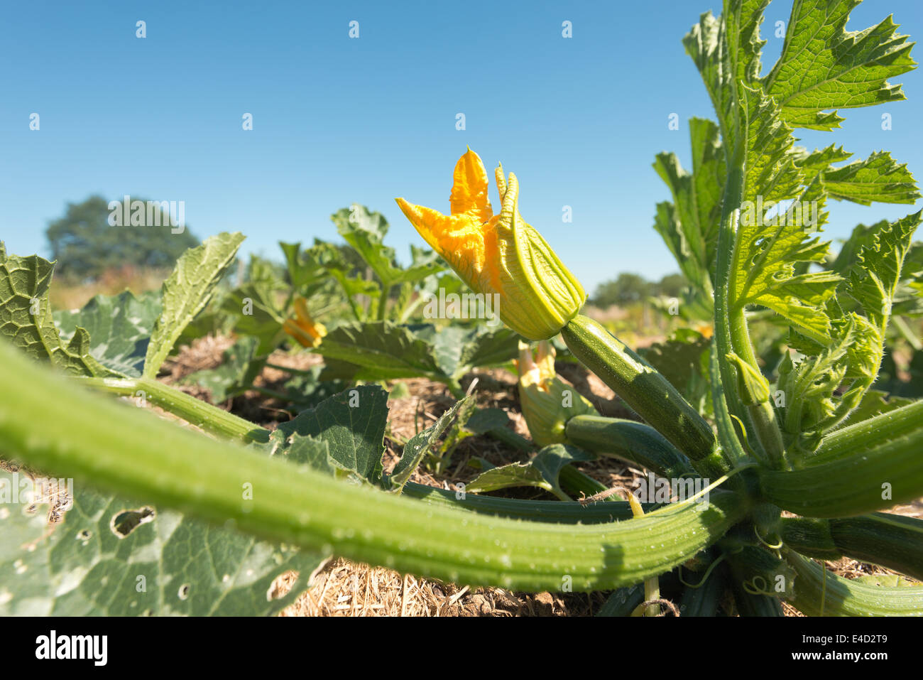 Squash courgette marrow organic crop flowering Summer crop ripening hidden beneath a mass of protective leaves in field Stock Photo