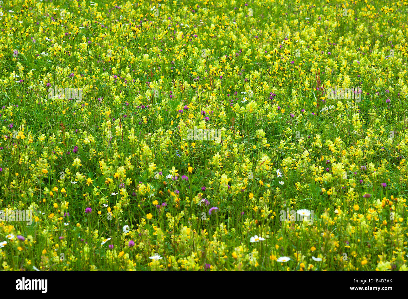 European Yellow Rattle (Rhinanthus alectorolophus) on a flowering ...