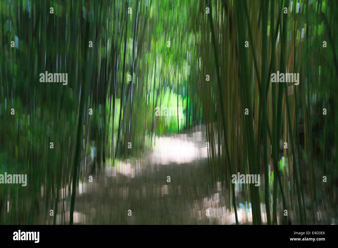 Painting with light, path in the Les Bambous du Mandarin bamboo forest, Département Var, Provence-Alpes-Côte d’Azur, France Stock Photo