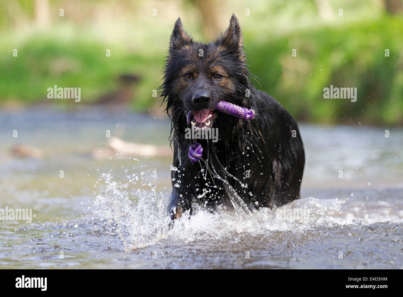 Longhaired Old German Shepherd Dog Playing In The Aschaff River