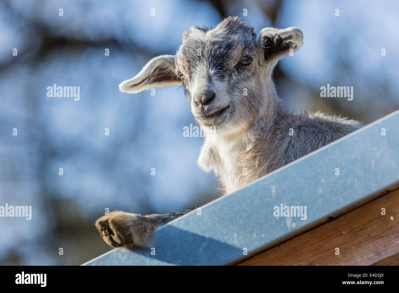 Juvenile goats hires stock photography and images Alamy