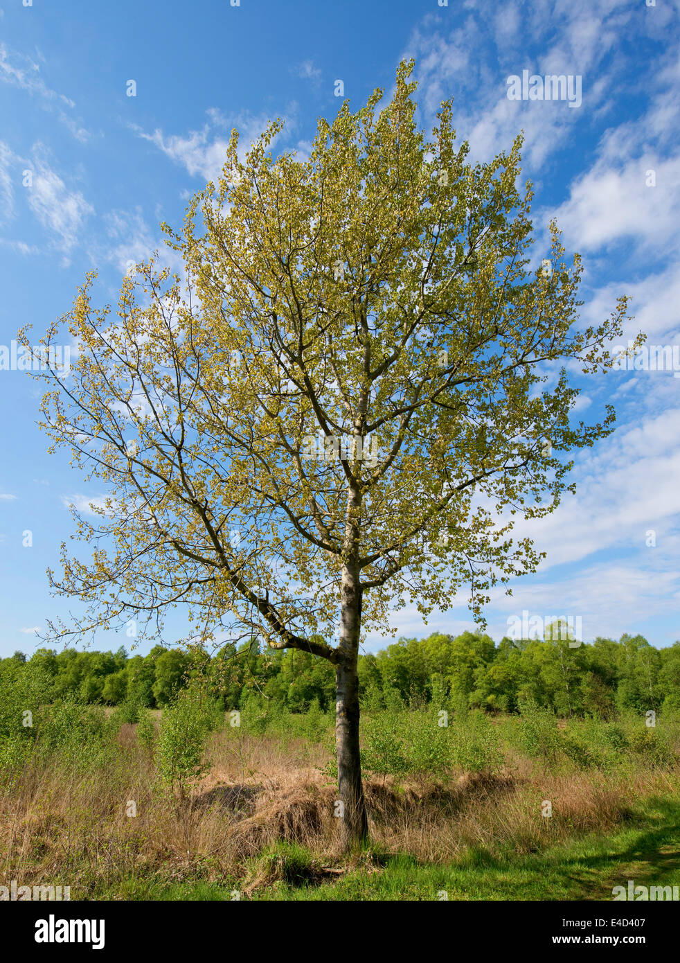 Aspen (Populus tremula), Lower Saxony, Germany Stock Photo