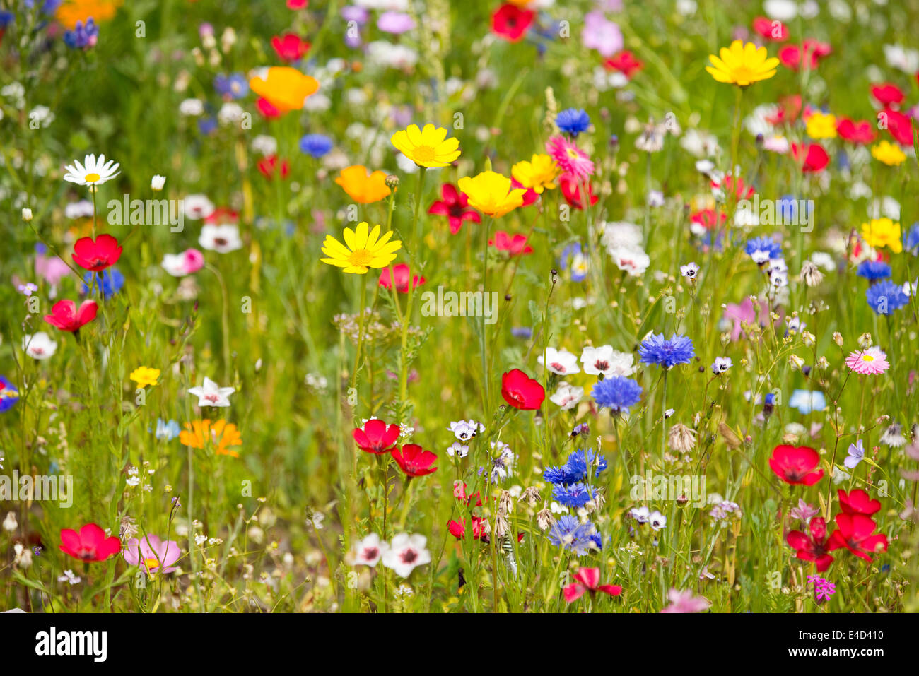 Colorful flower meadow, Lower Saxony, Germany Stock Photo