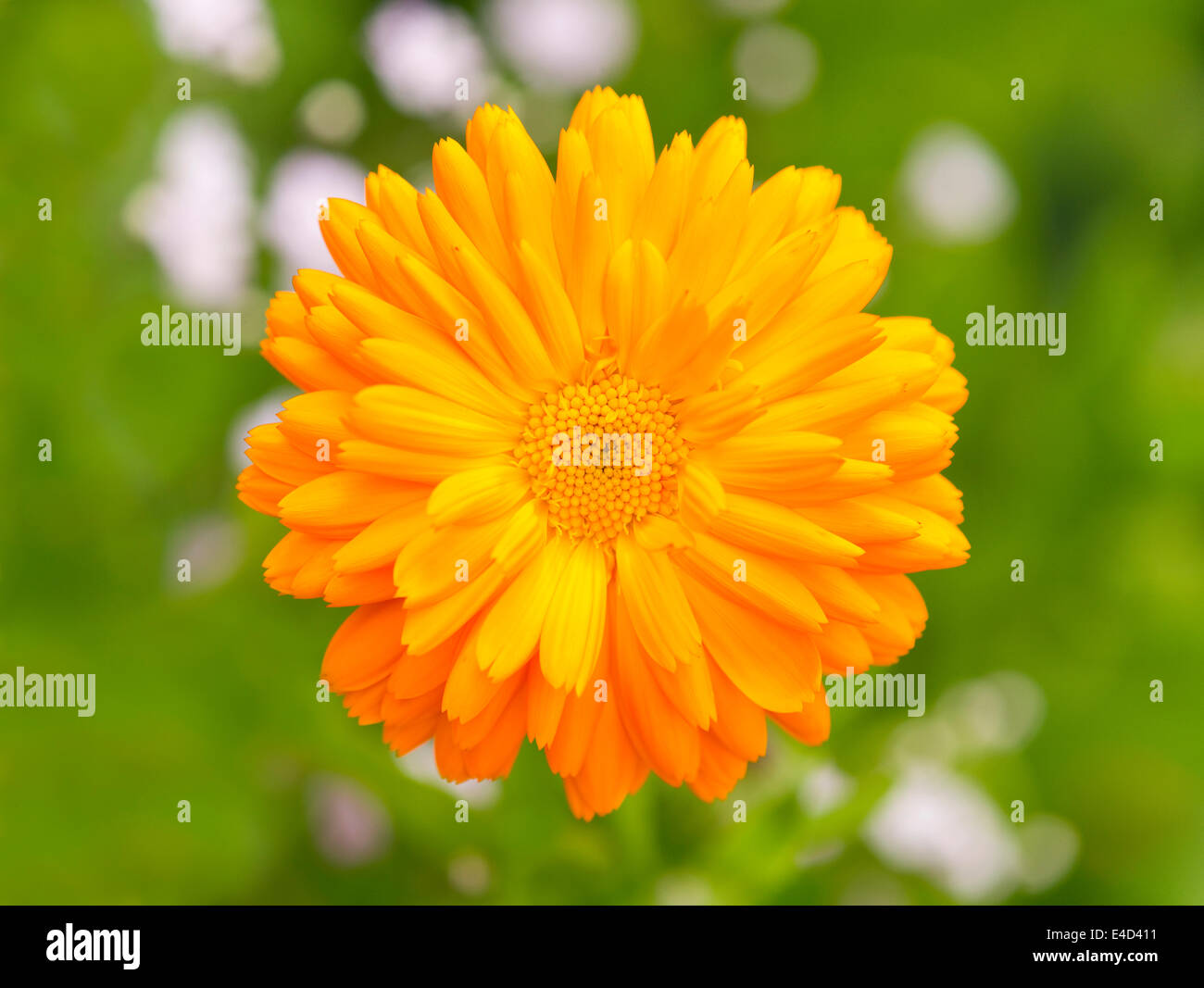 Pot Marigold (Calendula officinalis) flower, Lower Saxony, Germany Stock Photo