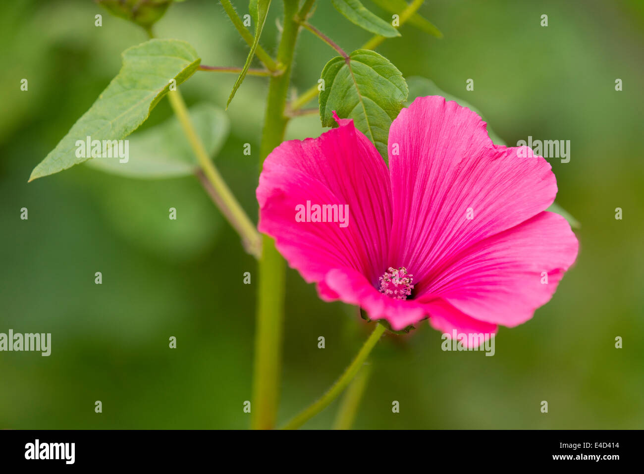 Annual mallow (Lavatera trimestris), flower and leaves, Lower Saxony, Germany Stock Photo
