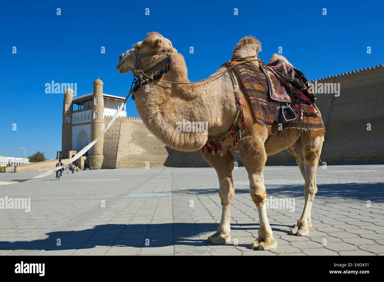 Saddled camel in front of the Ark fortress, Bukhara, Uzbekistan Stock Photo