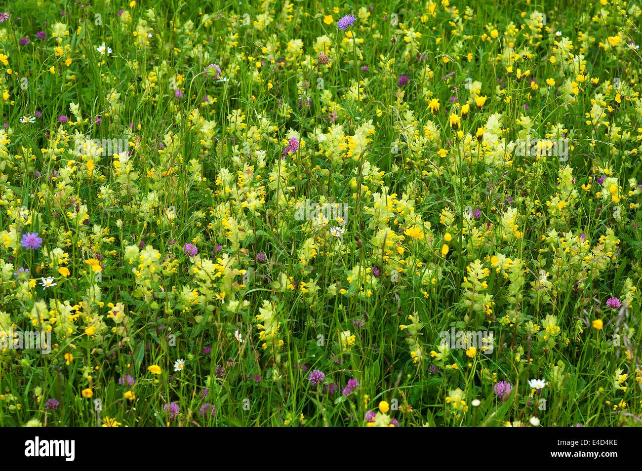 European Yellow Rattle (Rhinanthus alectorolophus) on a flowering ...