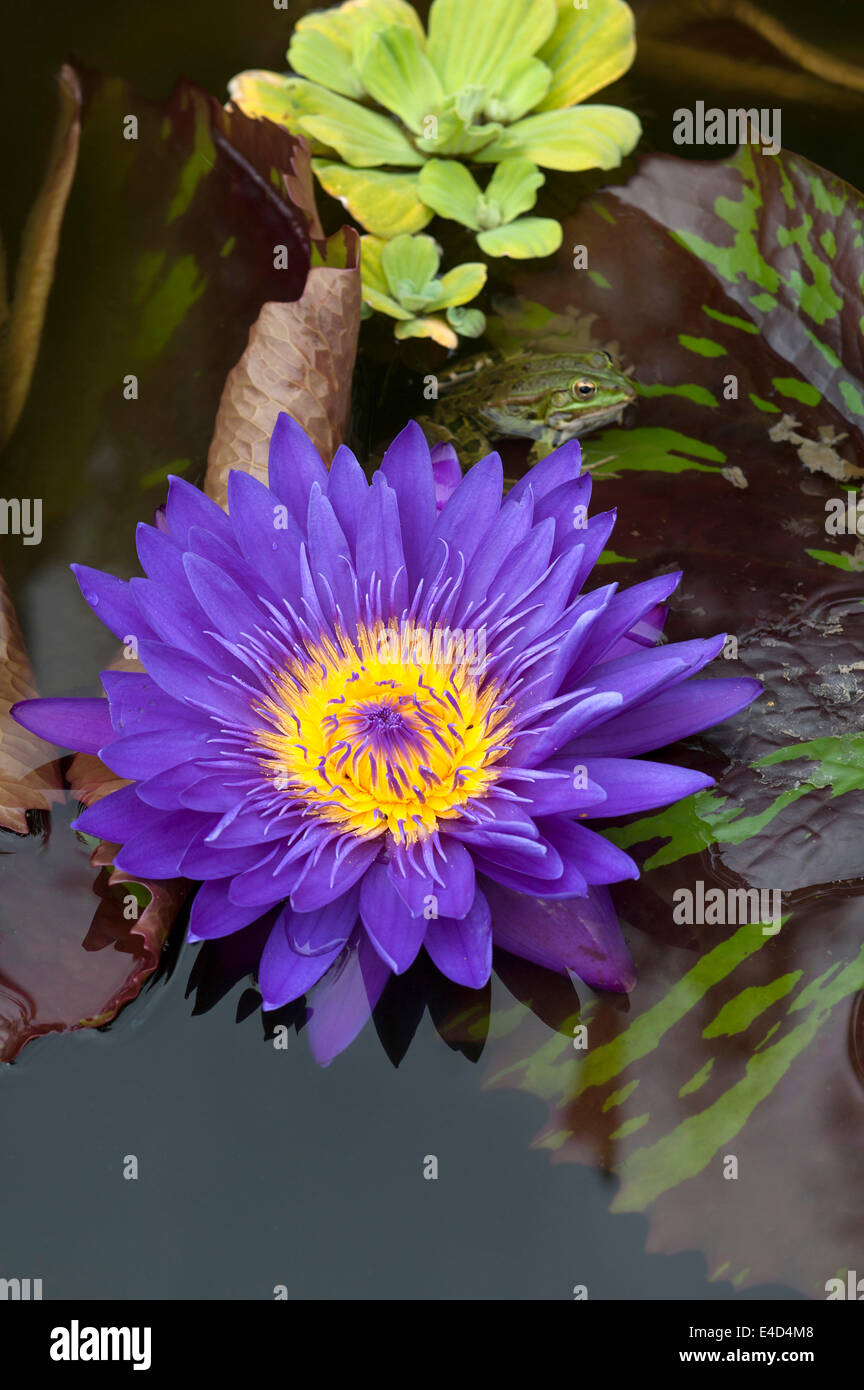 Flower of a Cape Blue Water Lily (Nymphaea capensis), with an Edible