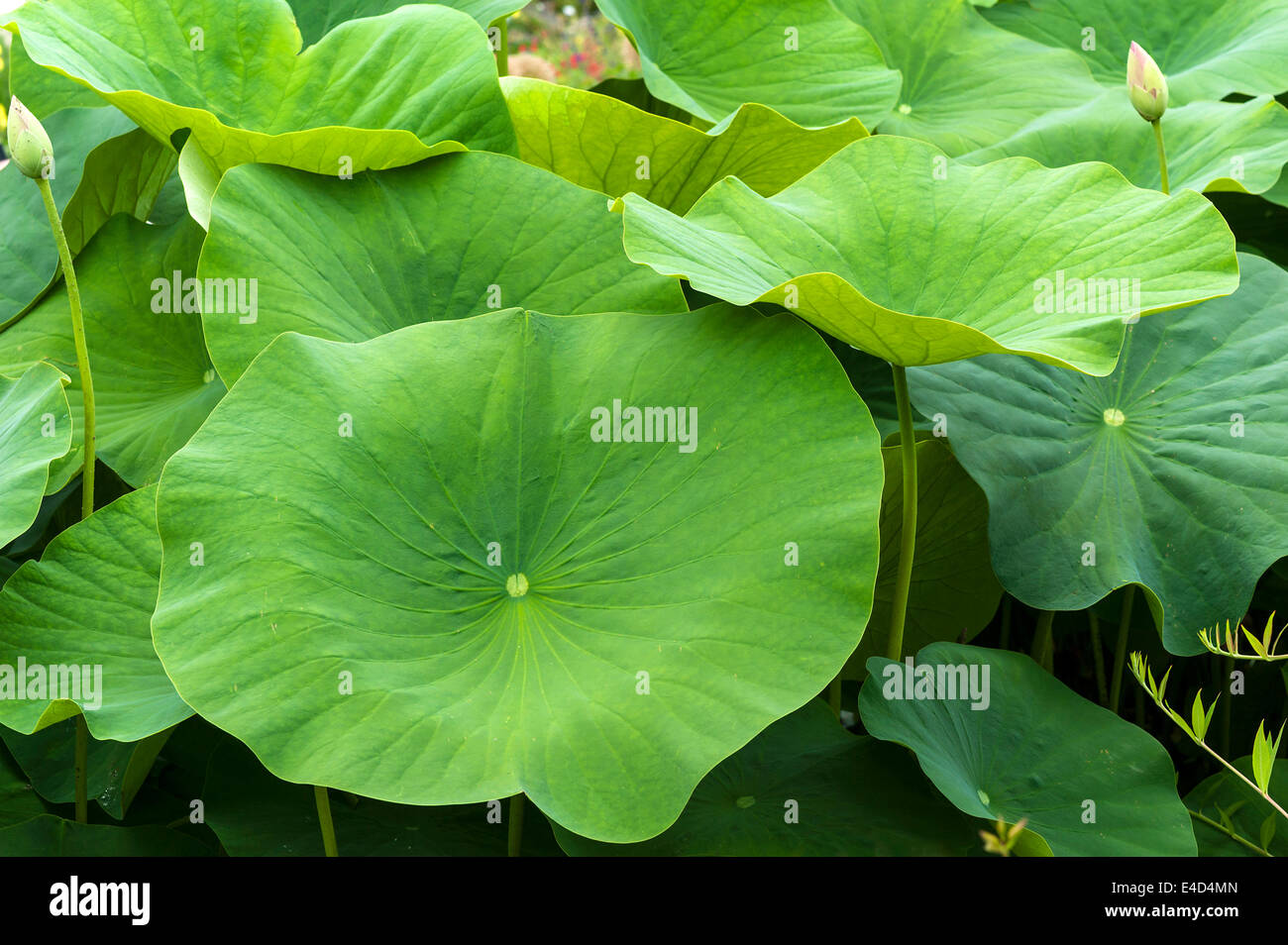 Leaves of a Lotus flower (Nelumbo), Bavaria, Germany Stock Photo Alamy