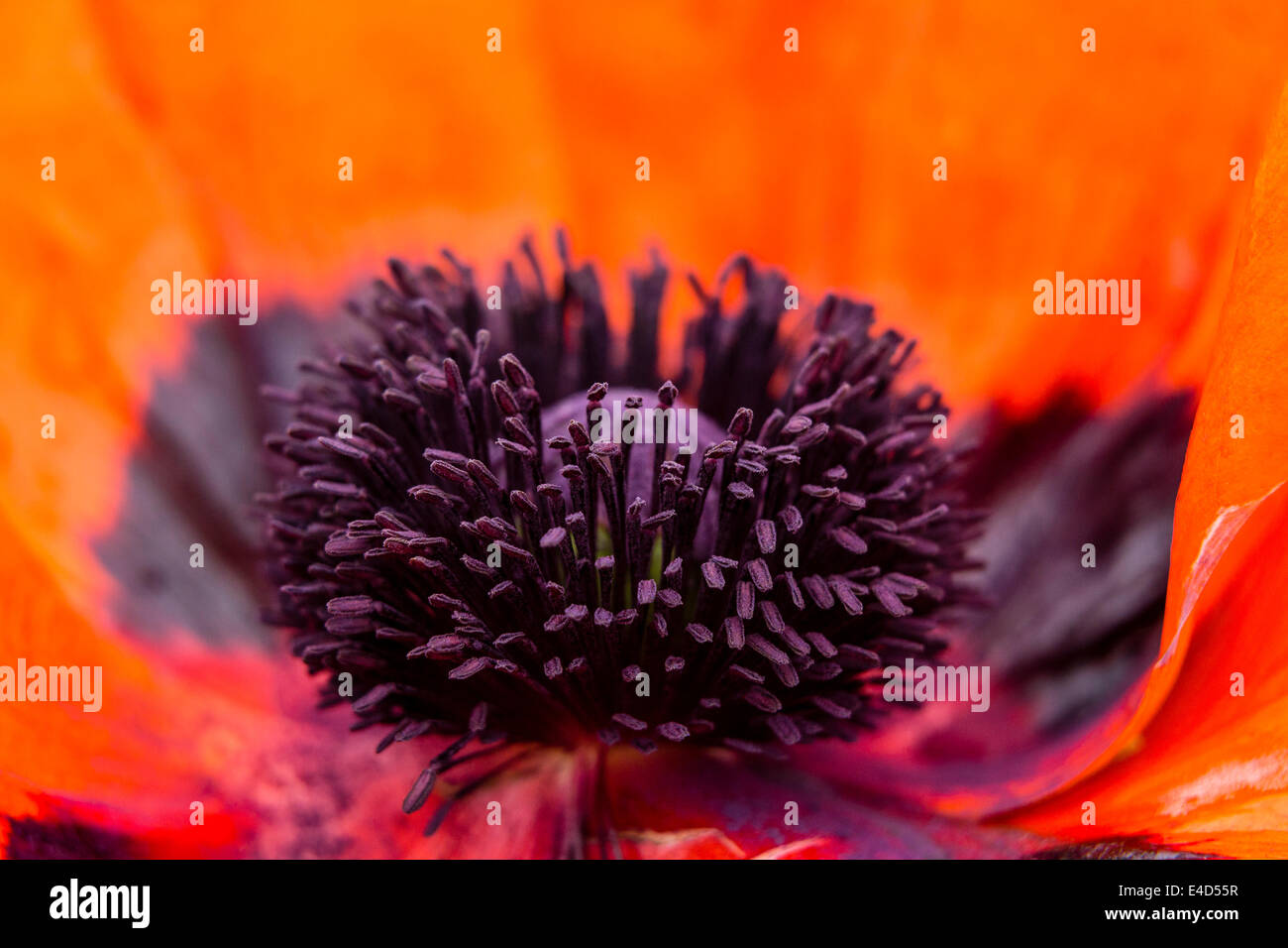 Pistil poppy papaver detail flower hi-res stock photography and images ...