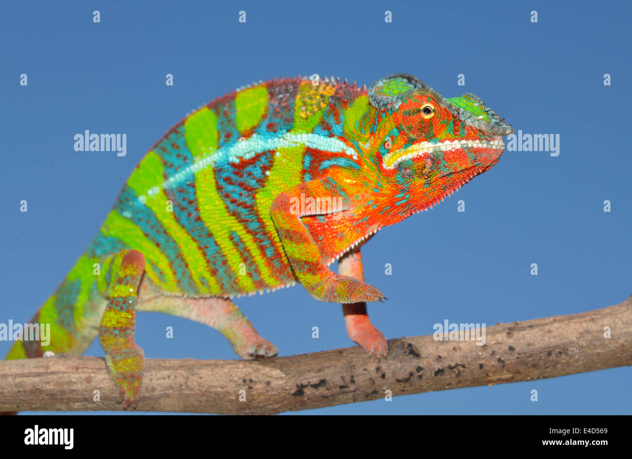 Panther Chameleon (Furcifer pardalis), Ambilobe, Madagascar Stock Photo