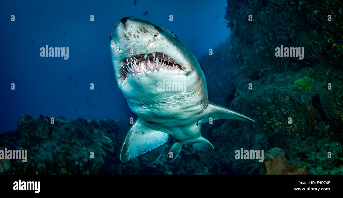 Sand Tiger Shark Stock Photo