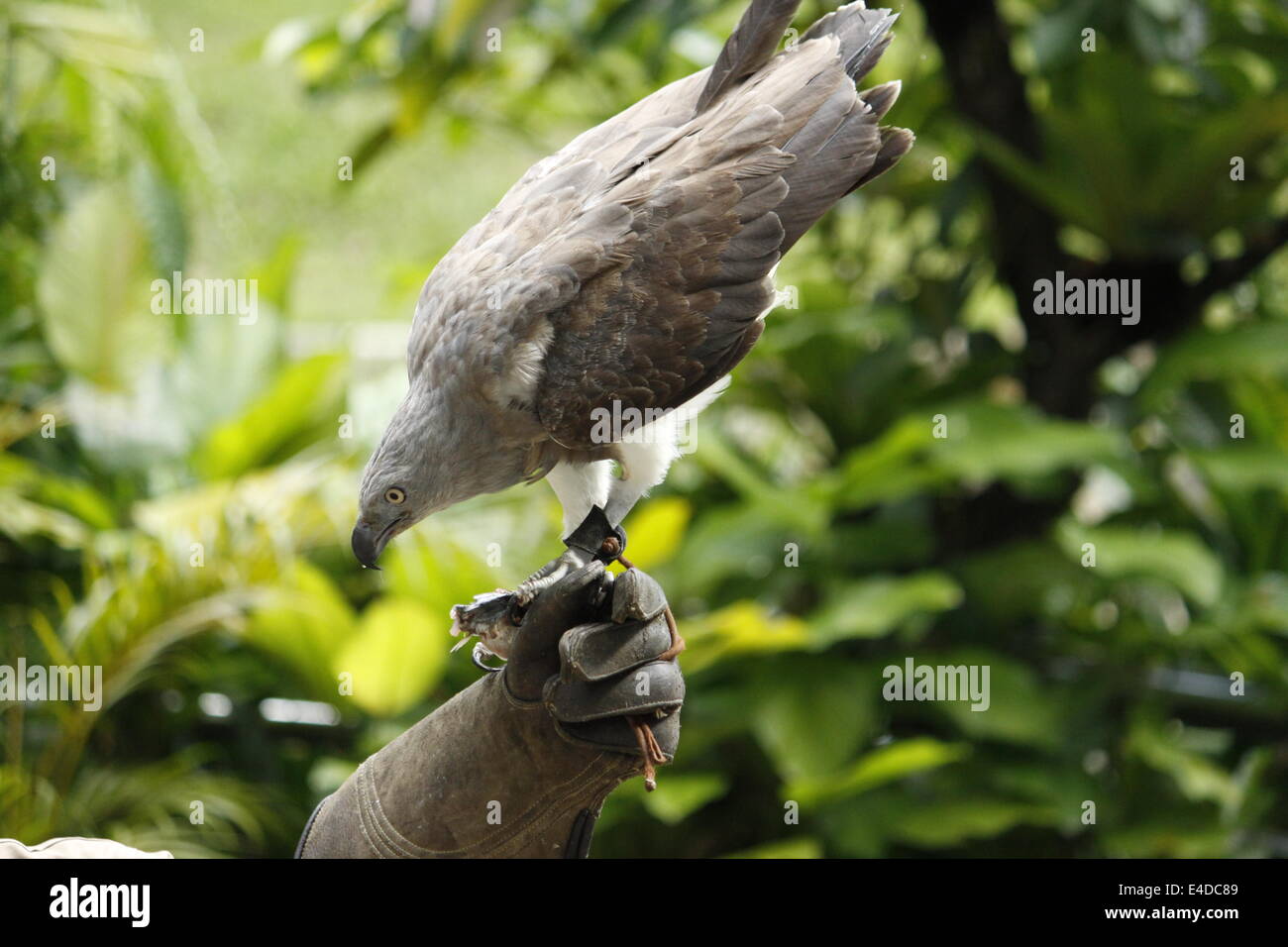 Dressage birds in Kuala Lumpur bird park, Kuala Lumpur, Wilayah Persekutuan, Malaysia. Stock Photo