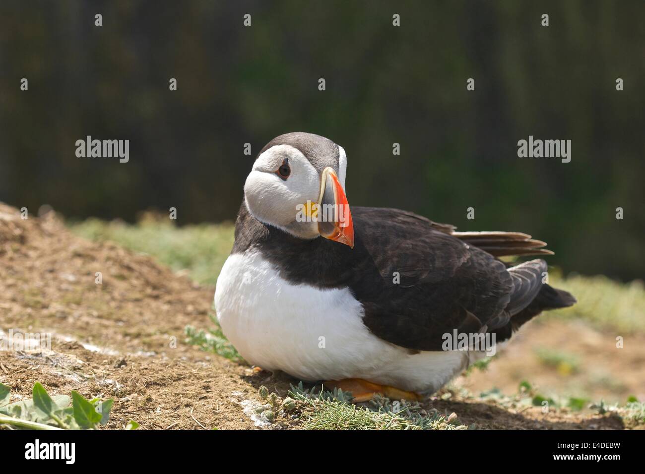 Atlantic Puffin of Skomer Island, Pembrokeshire, Wales Stock Photo