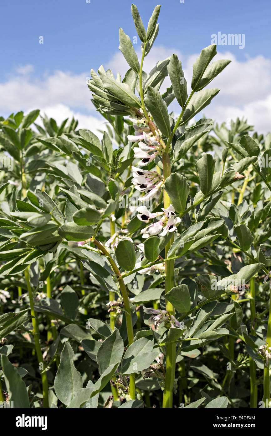 broad bean stem in flower Stock Photo Alamy