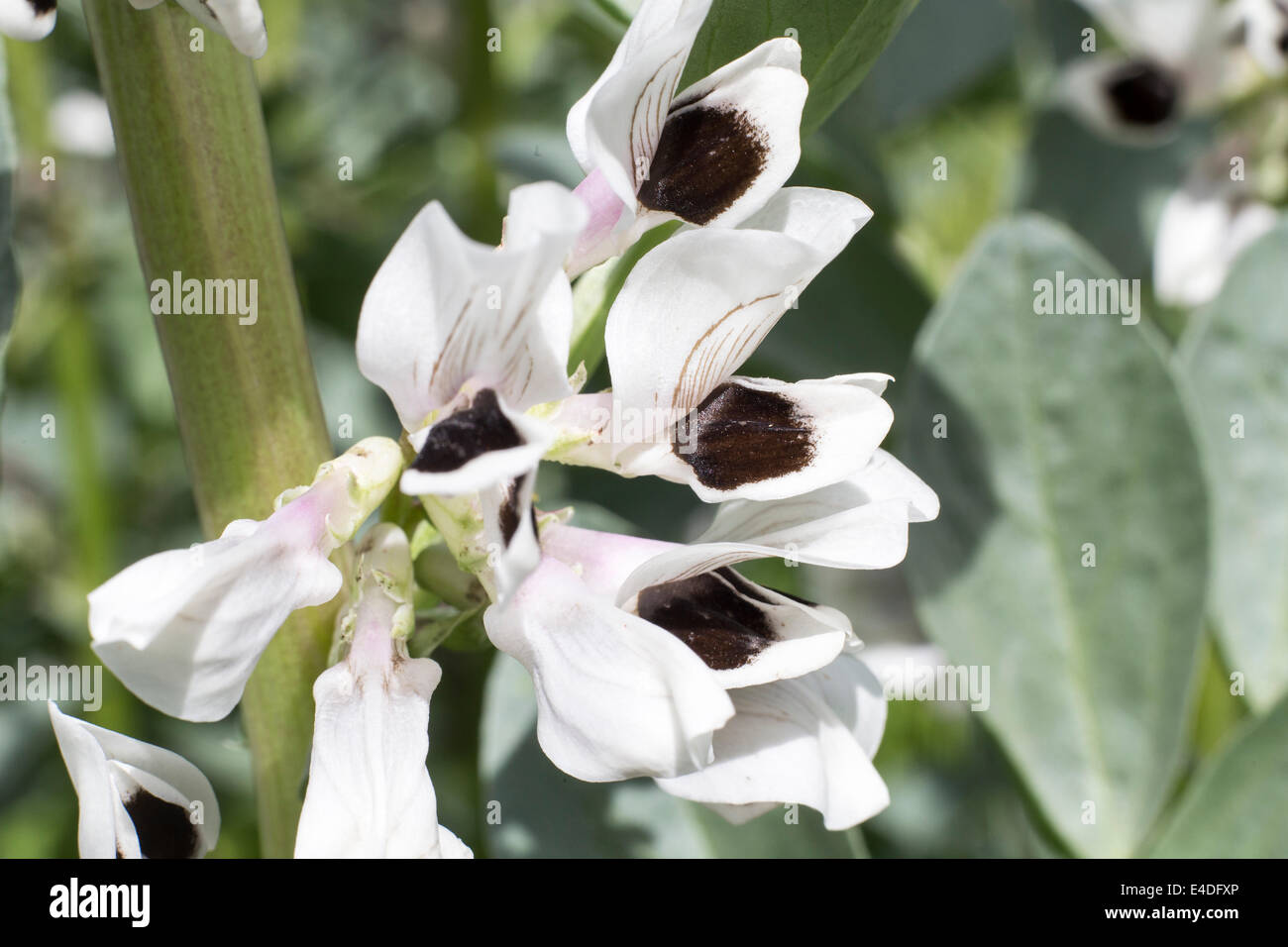 broad bean flowers Stock Photo Alamy